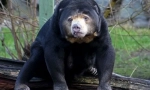 Biruang malay bear